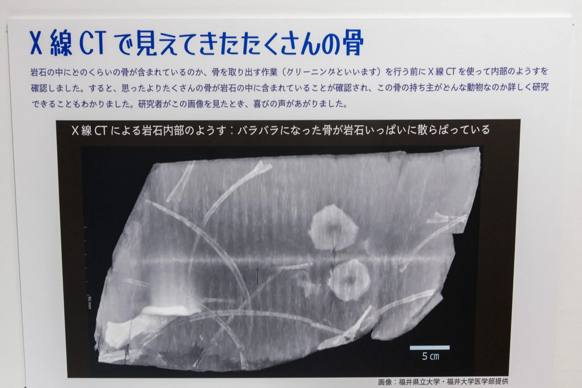 X線CTで魚竜化石を含む岩塊内部を調査したところ、多くの骨が発見されました