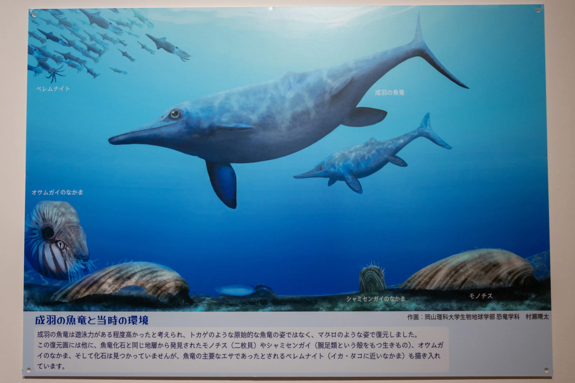 成羽の魚竜と当時の環境