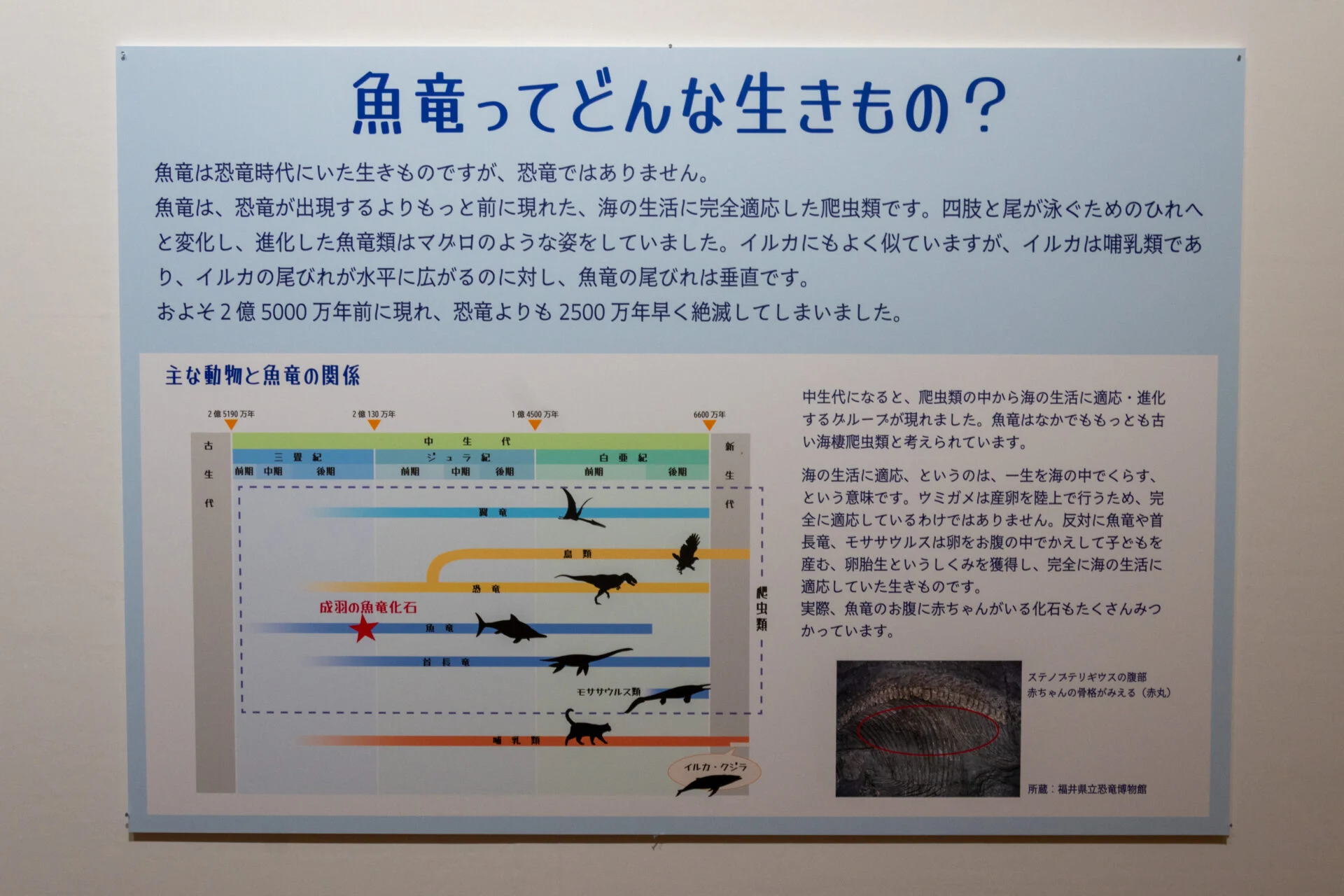 魚竜についての紹介パネル