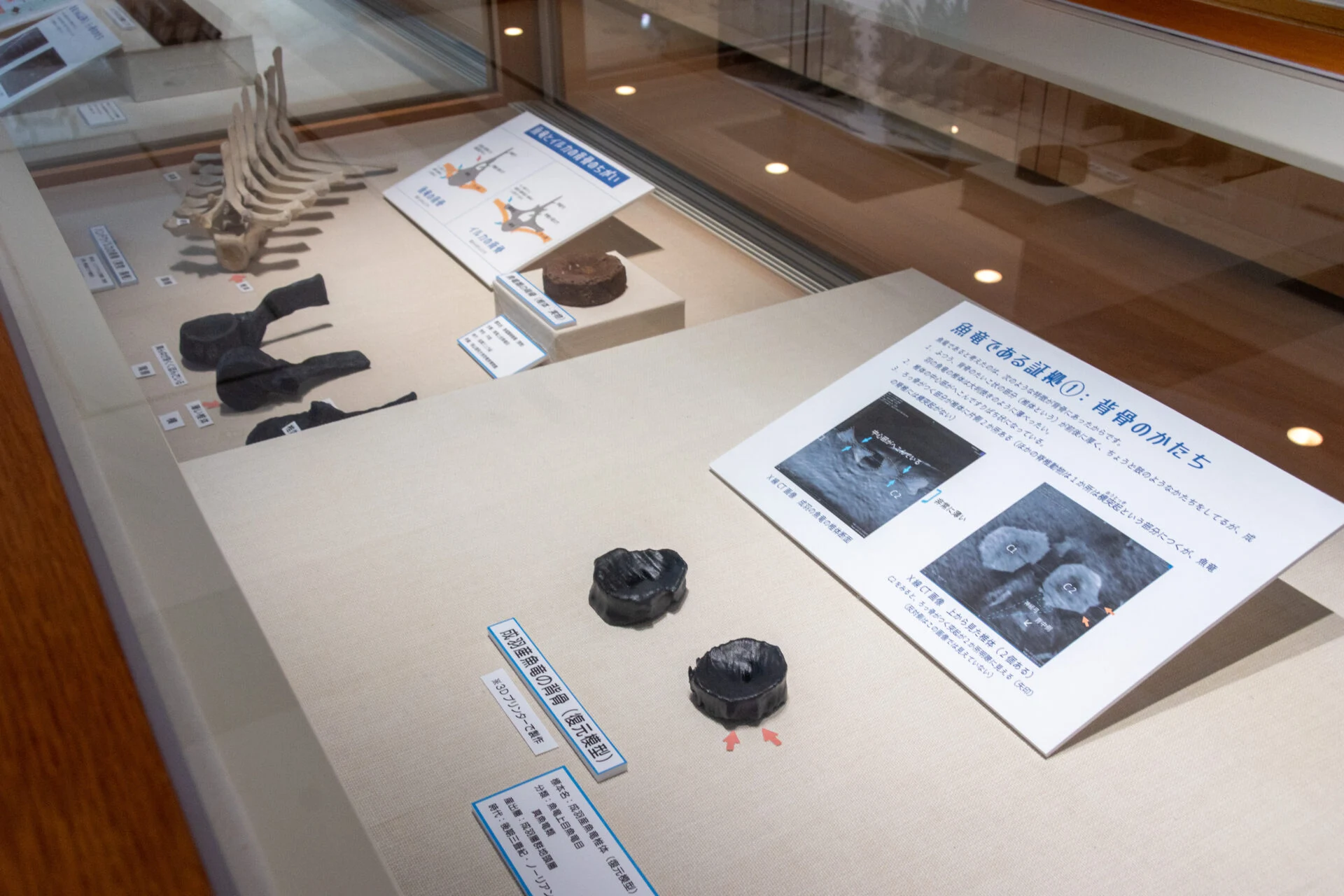 3Dプリンタで作られた魚竜化石の復元模型も展示されていました