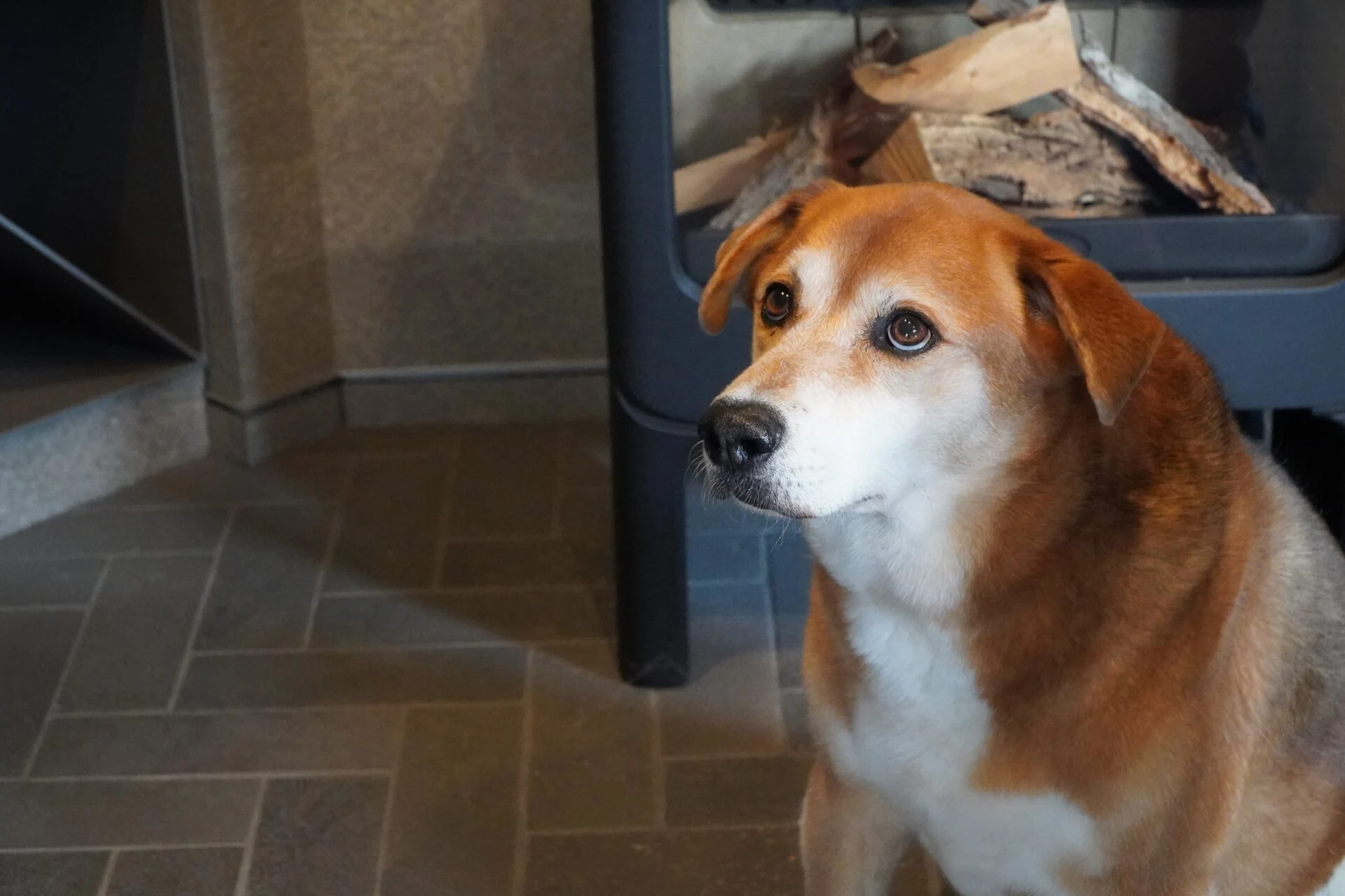 ジャック_君のしっぽ