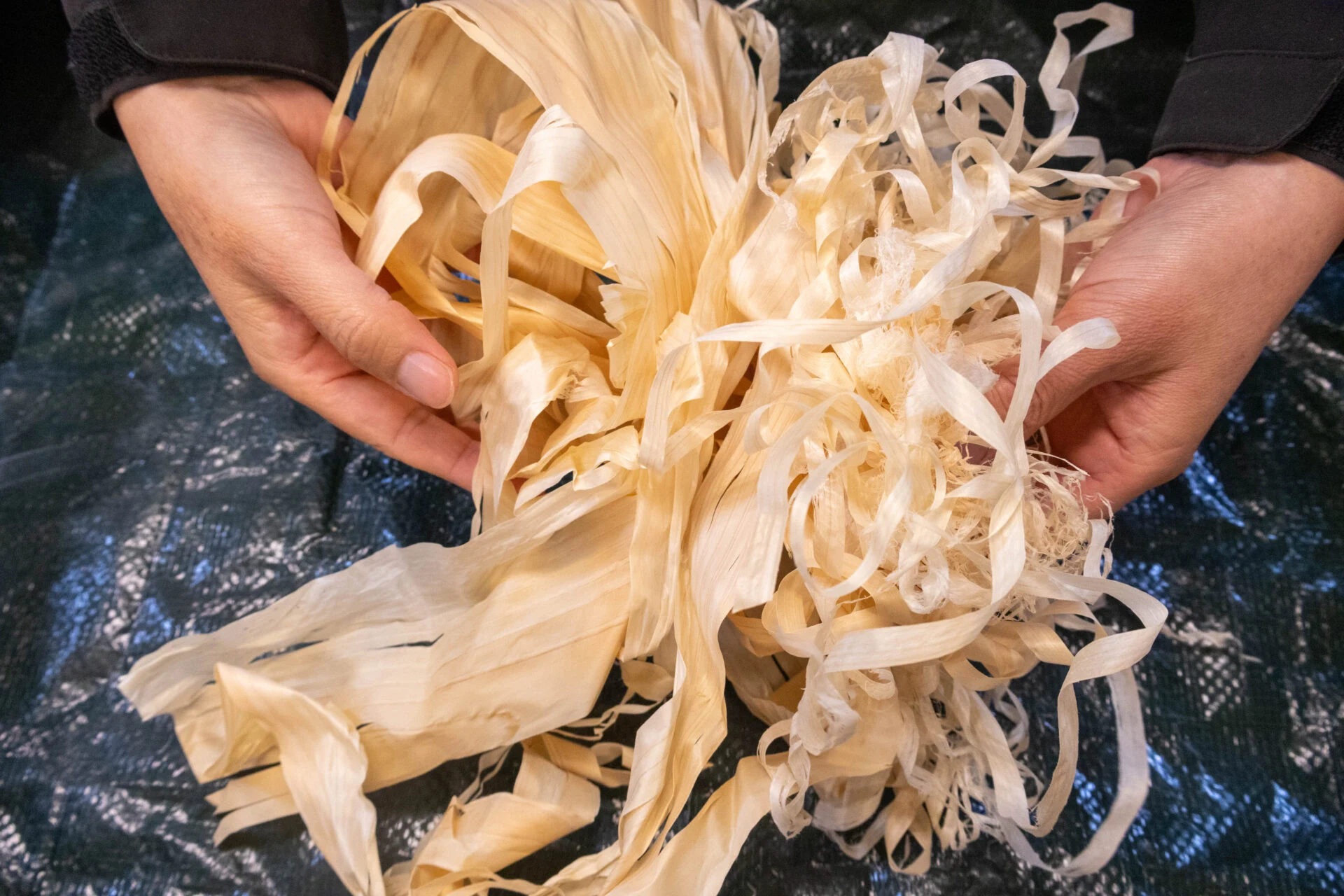 ひのきのかんなくず