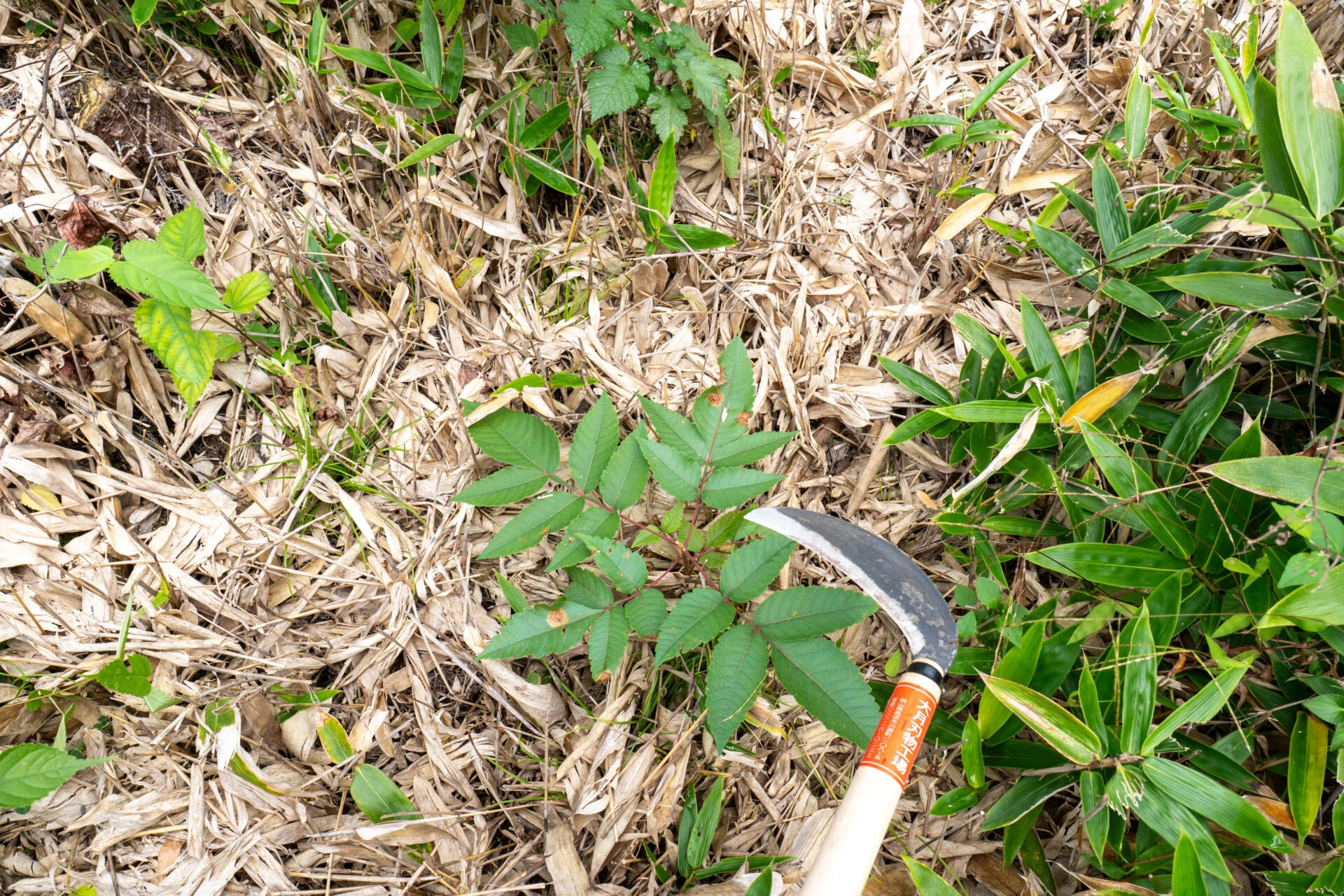 雑草というには大きく、刈るのにも力が必要です