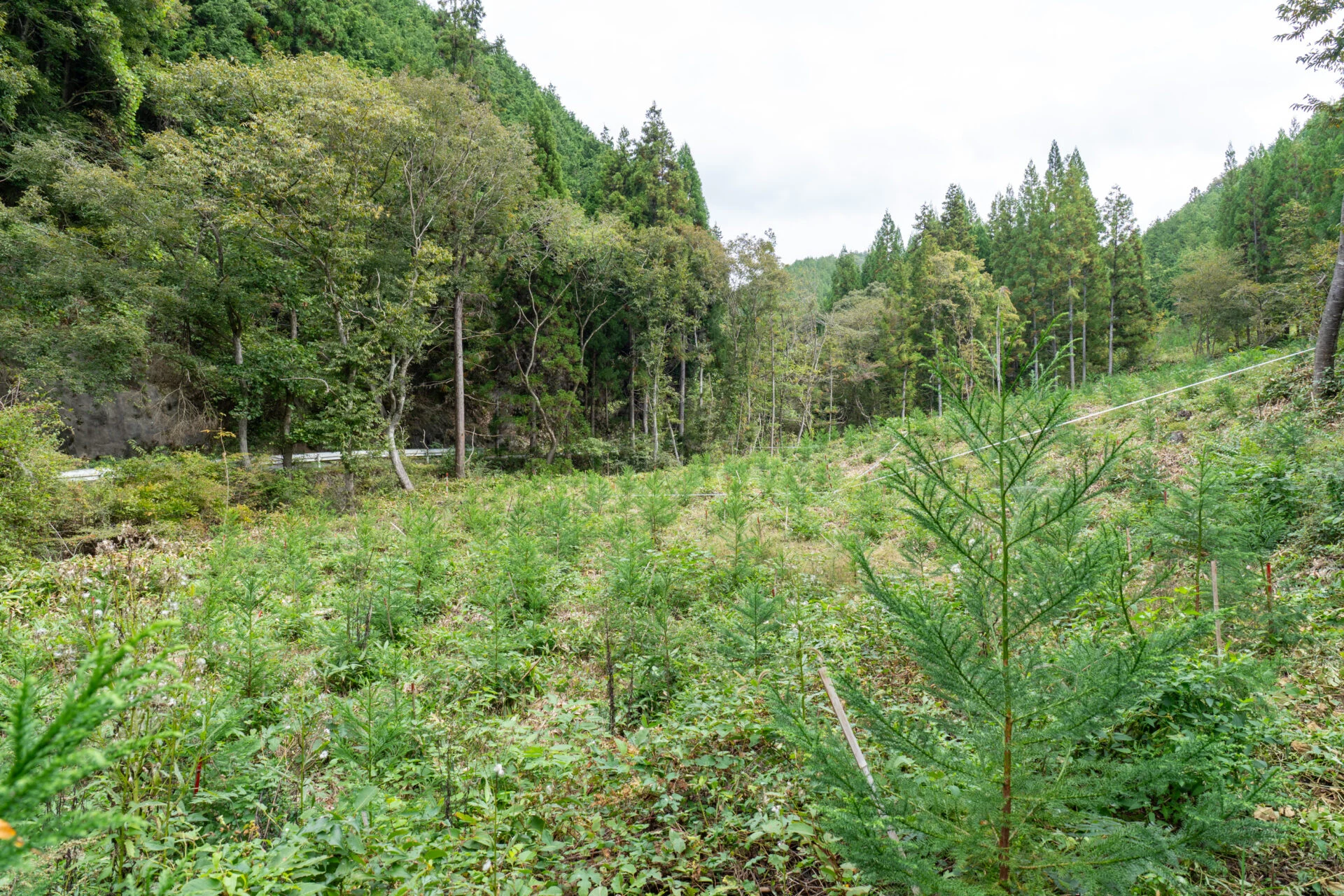 2025年の「少花粉スギ」