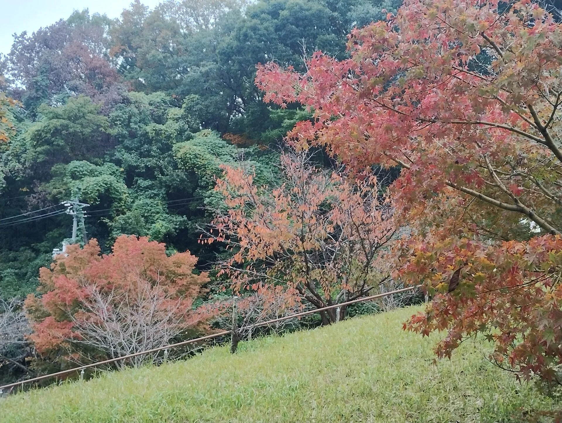 秋のふなおワイナリー
