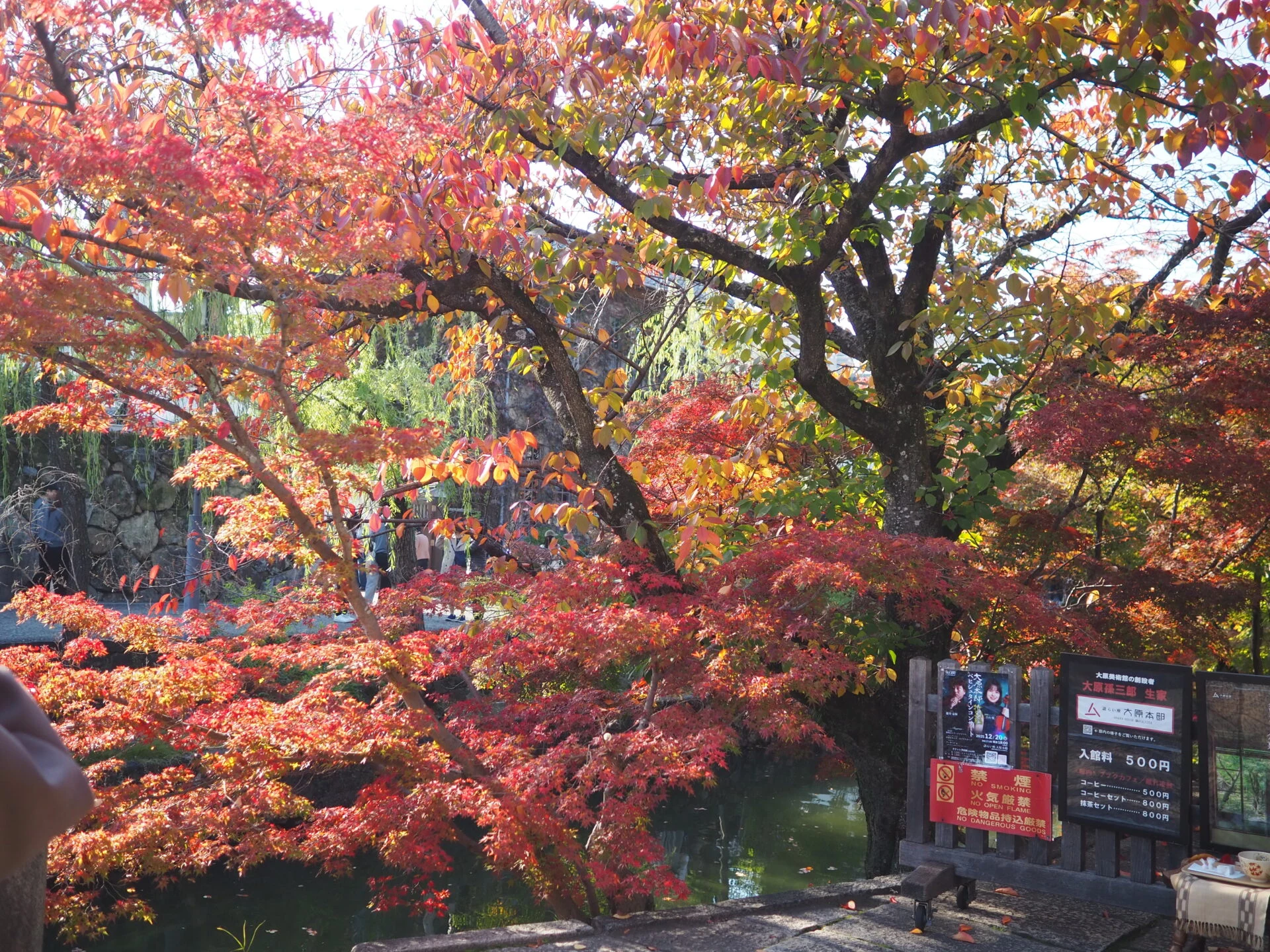 美観地区の紅葉
