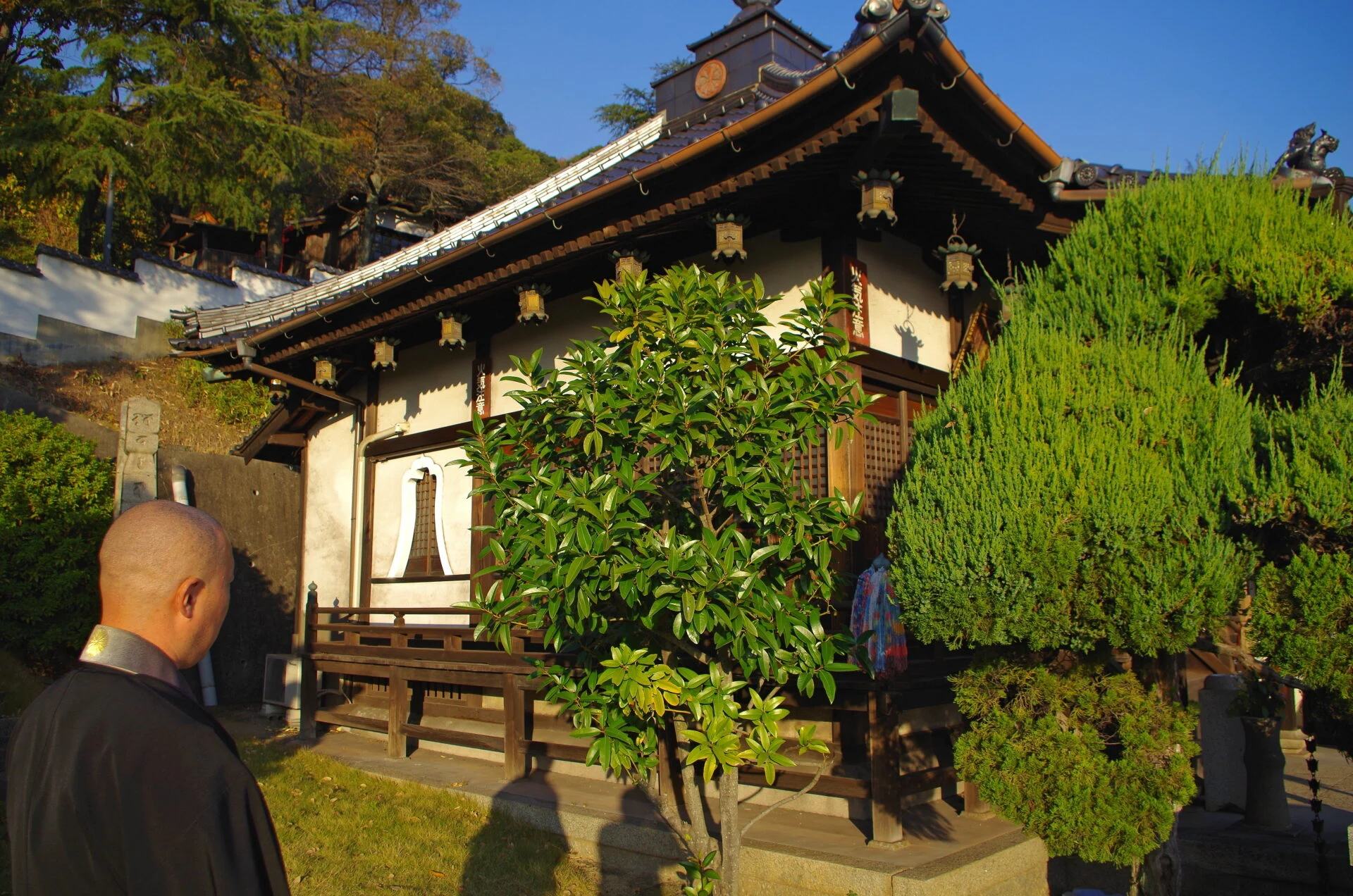 本堂横のタラヨウの木