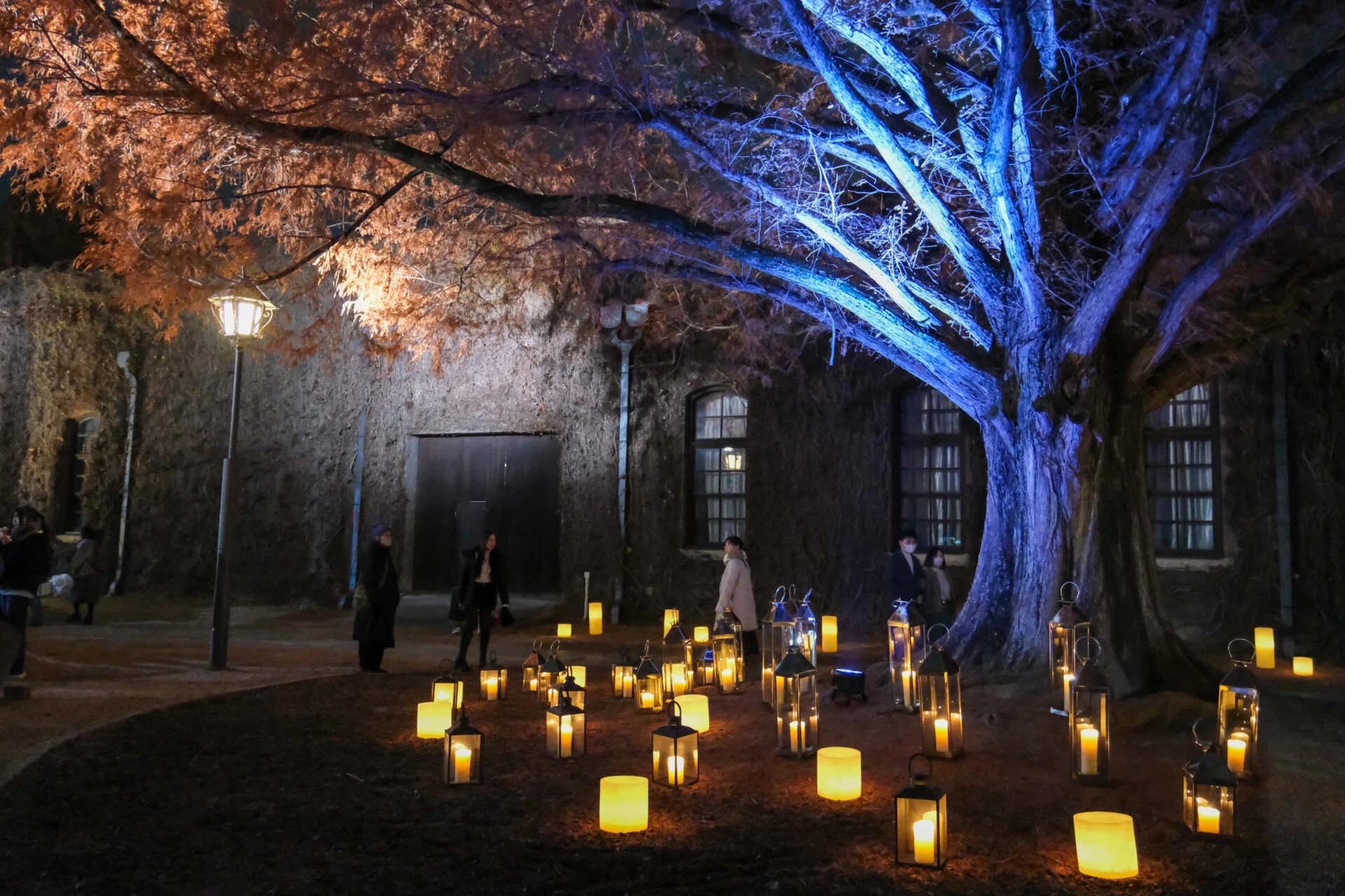 メタセコイア下のライトアップ