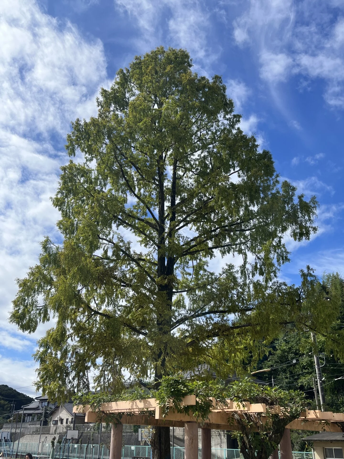 メタセコイヤ　画像提供：エフエムくらしき