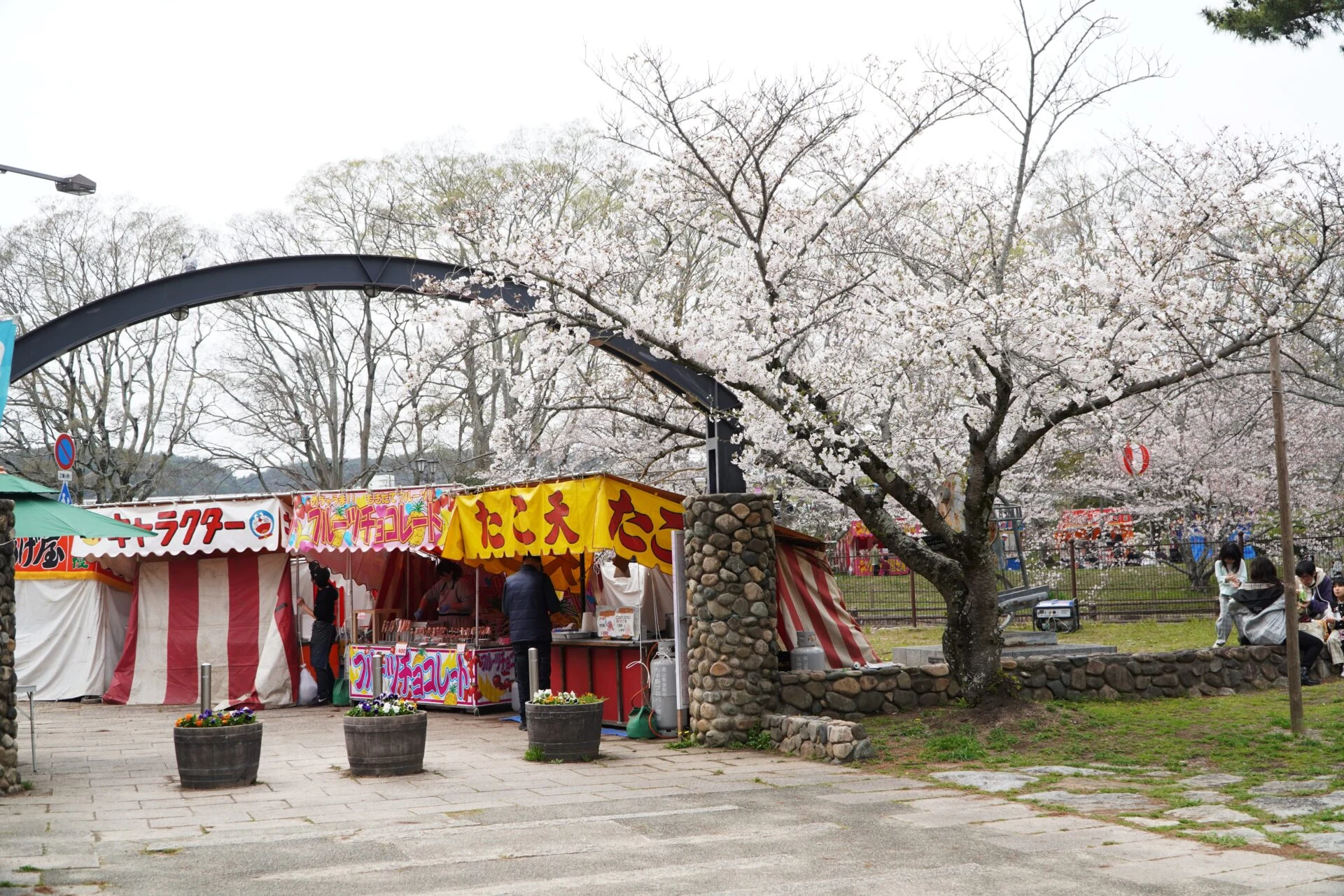 桜_酒津公園