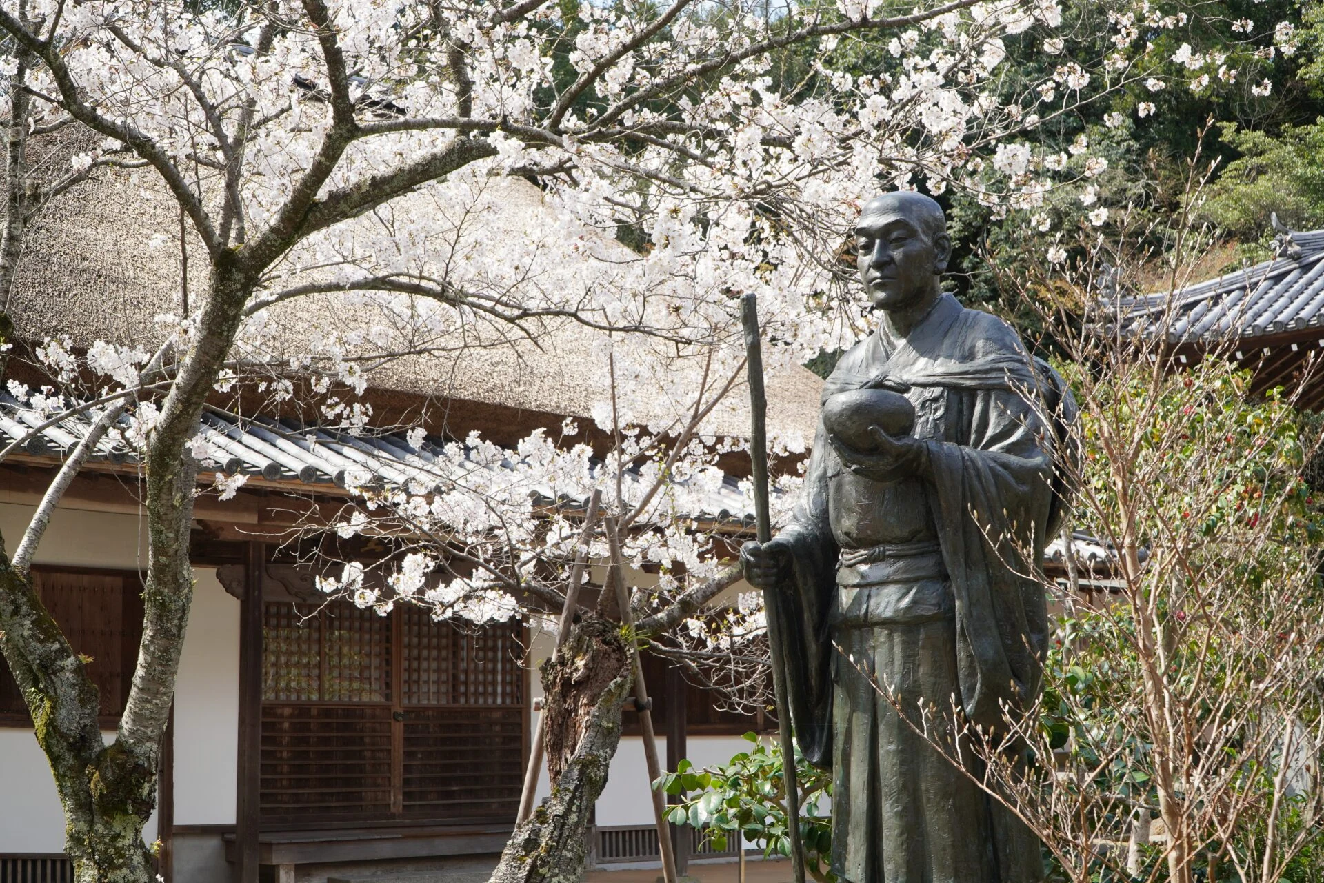 桜_円通寺