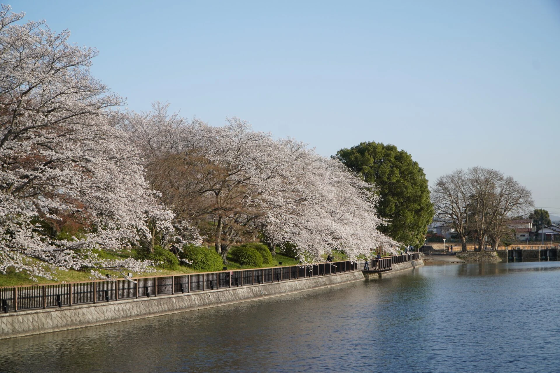 桜_酒津公園