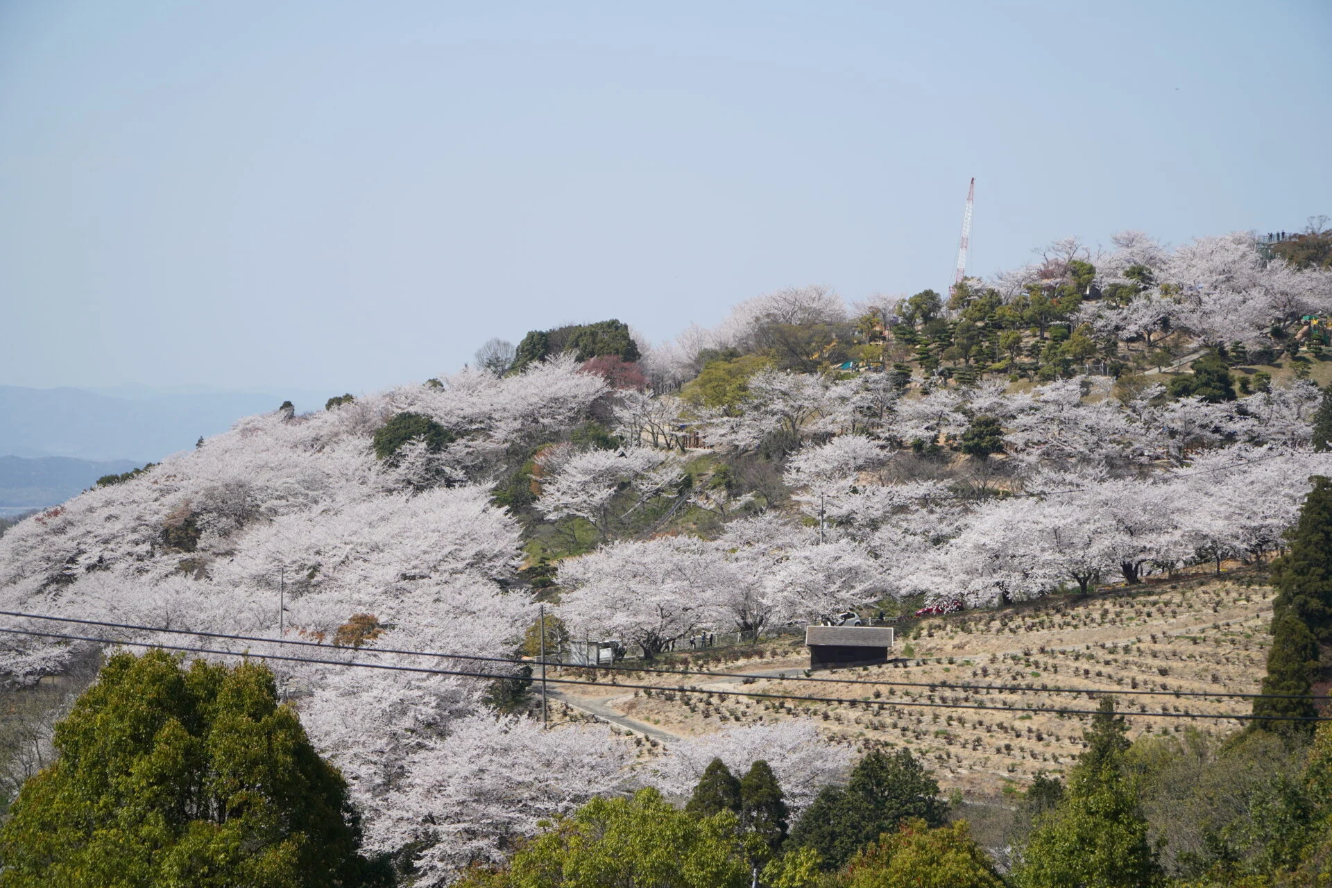 桜_種松山