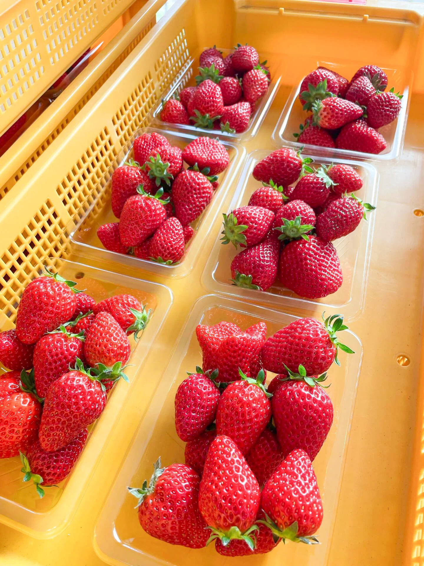 直売のイチゴ(写真提供:Ichigo Biyori)