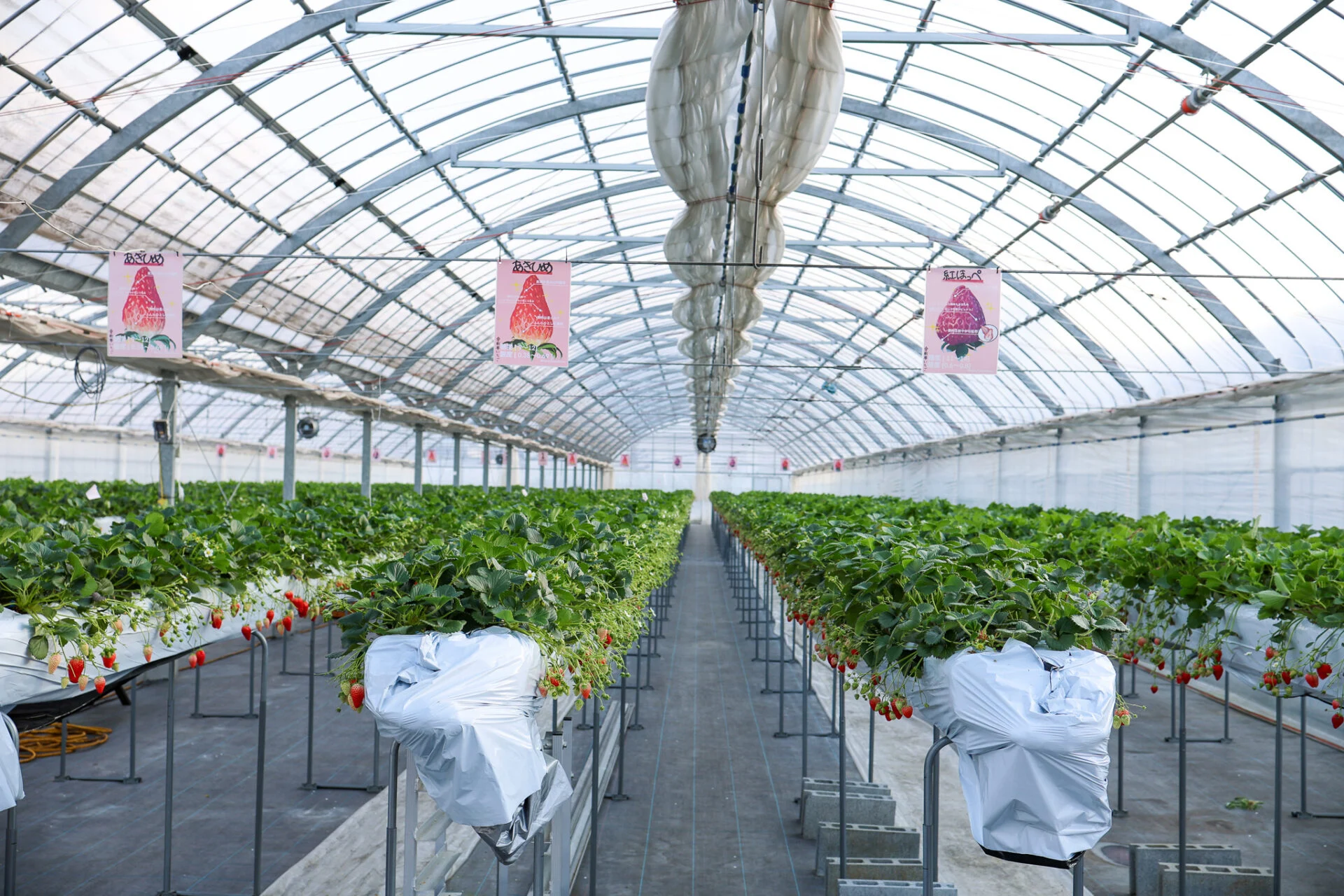 イチゴハウスのようす