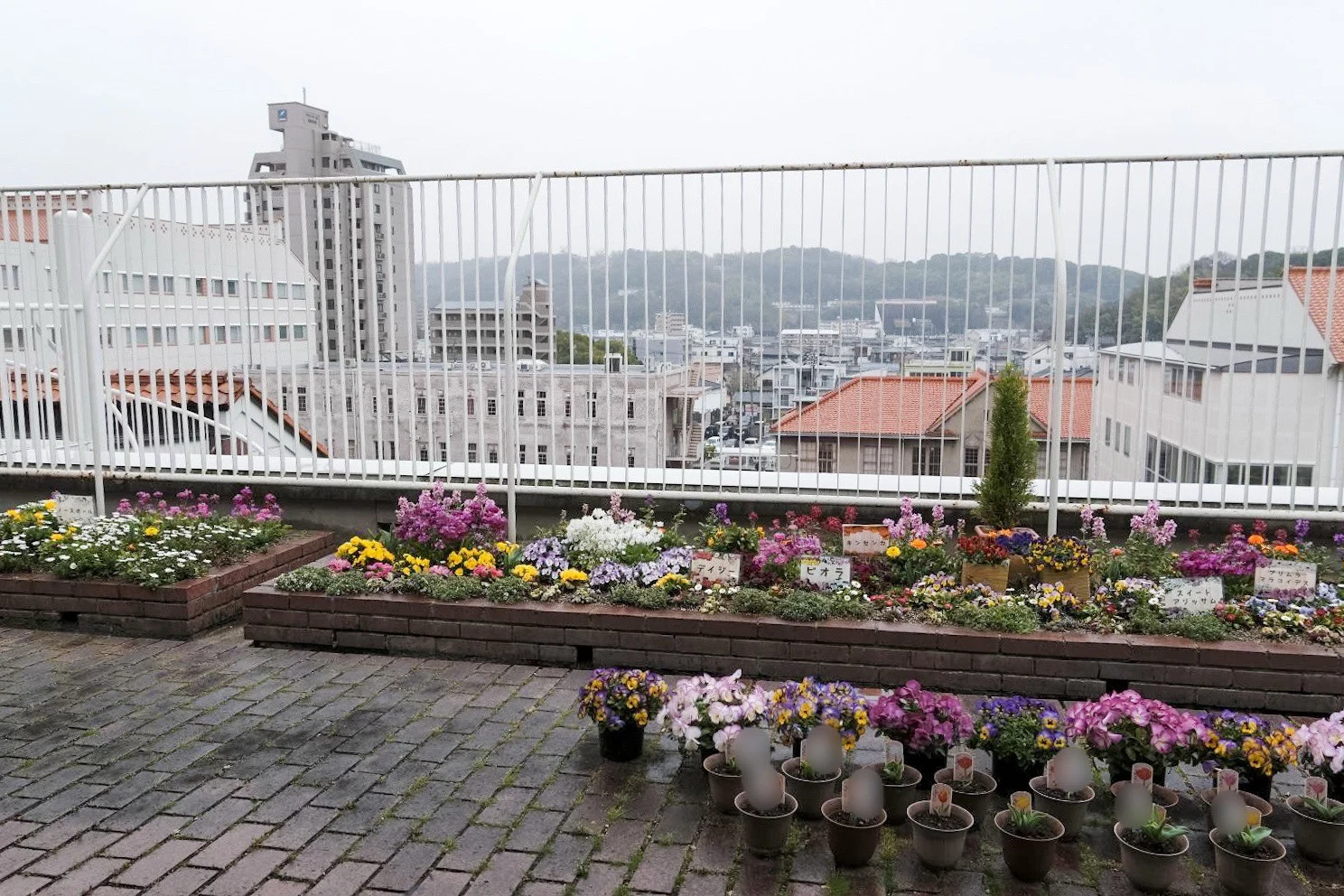 ベランダの畑では野菜や花を育てる