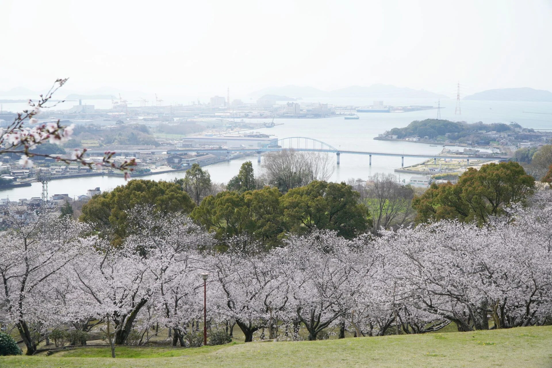山頂_円通寺桜