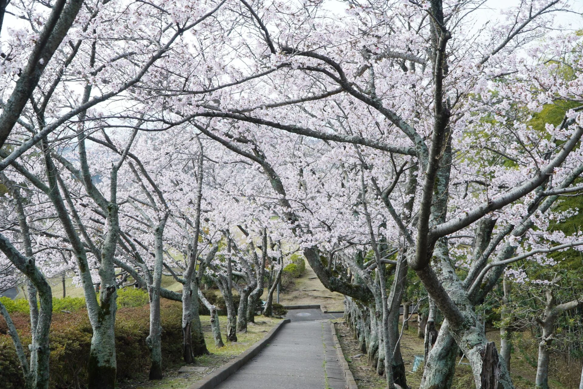 写真左側に平らにならされた部分があります
