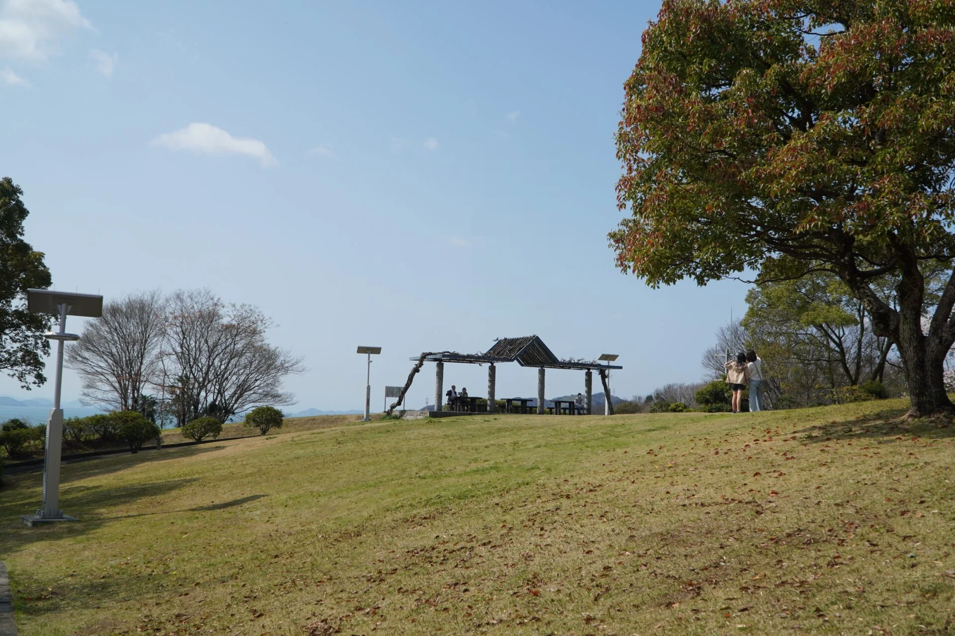原っぱ_円通寺桜