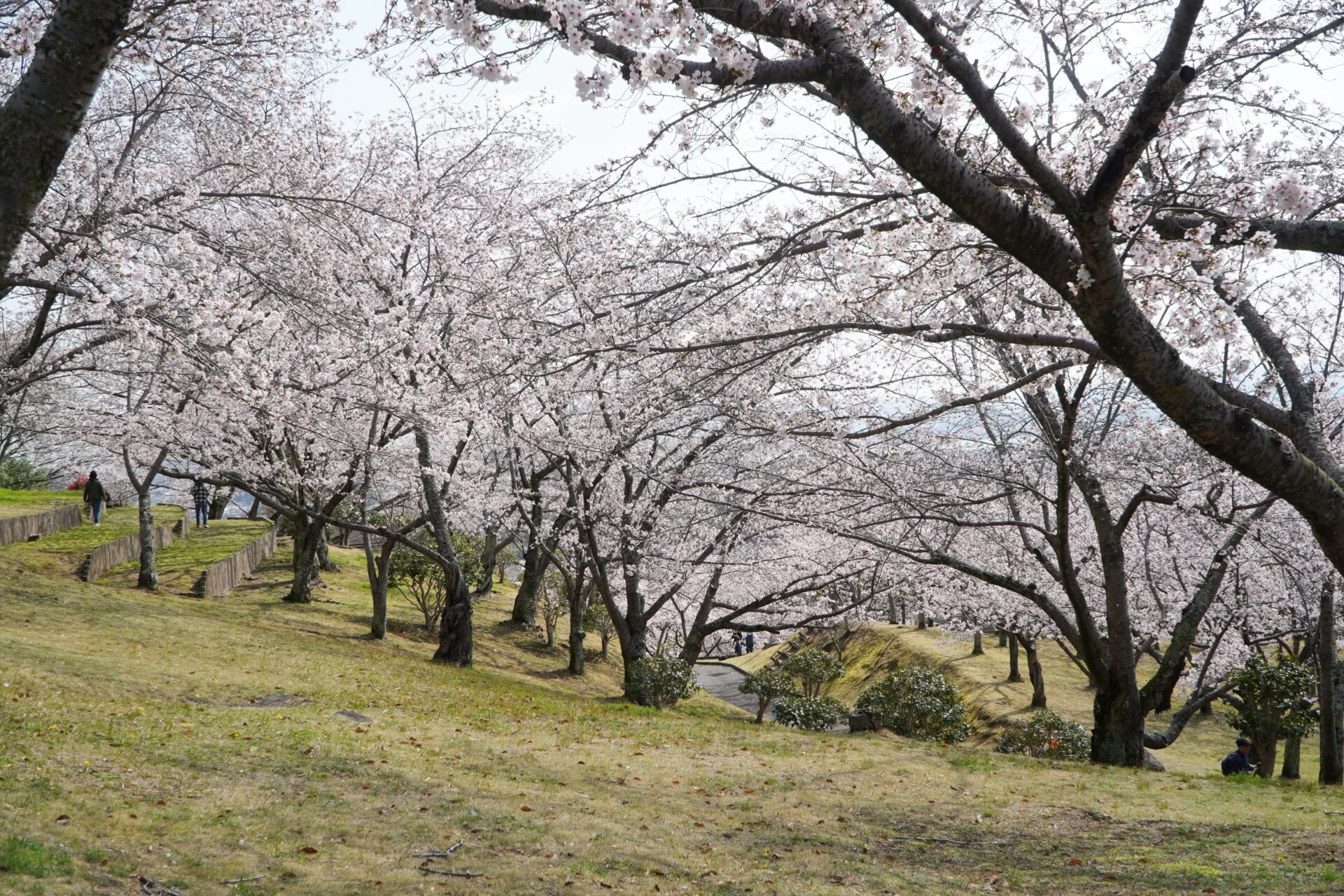 斜面_円通寺桜