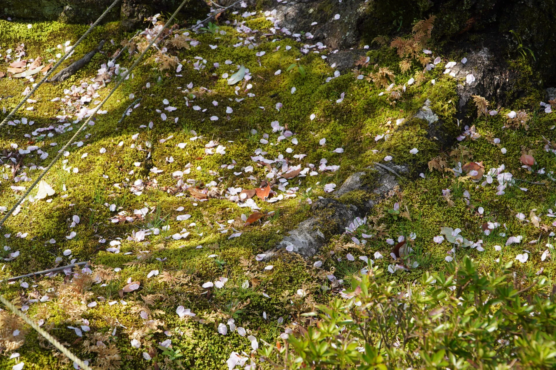 苔_円通寺桜