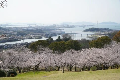 円通寺桜