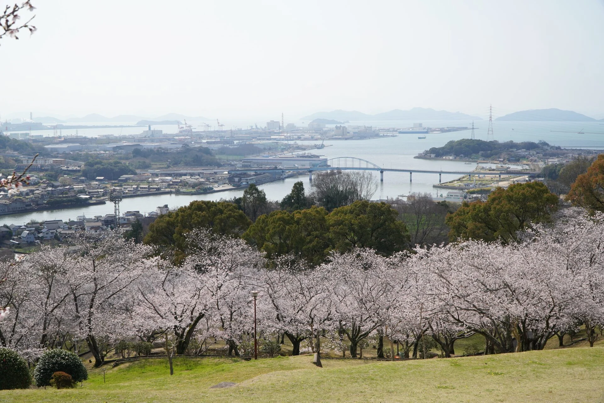 円通寺桜