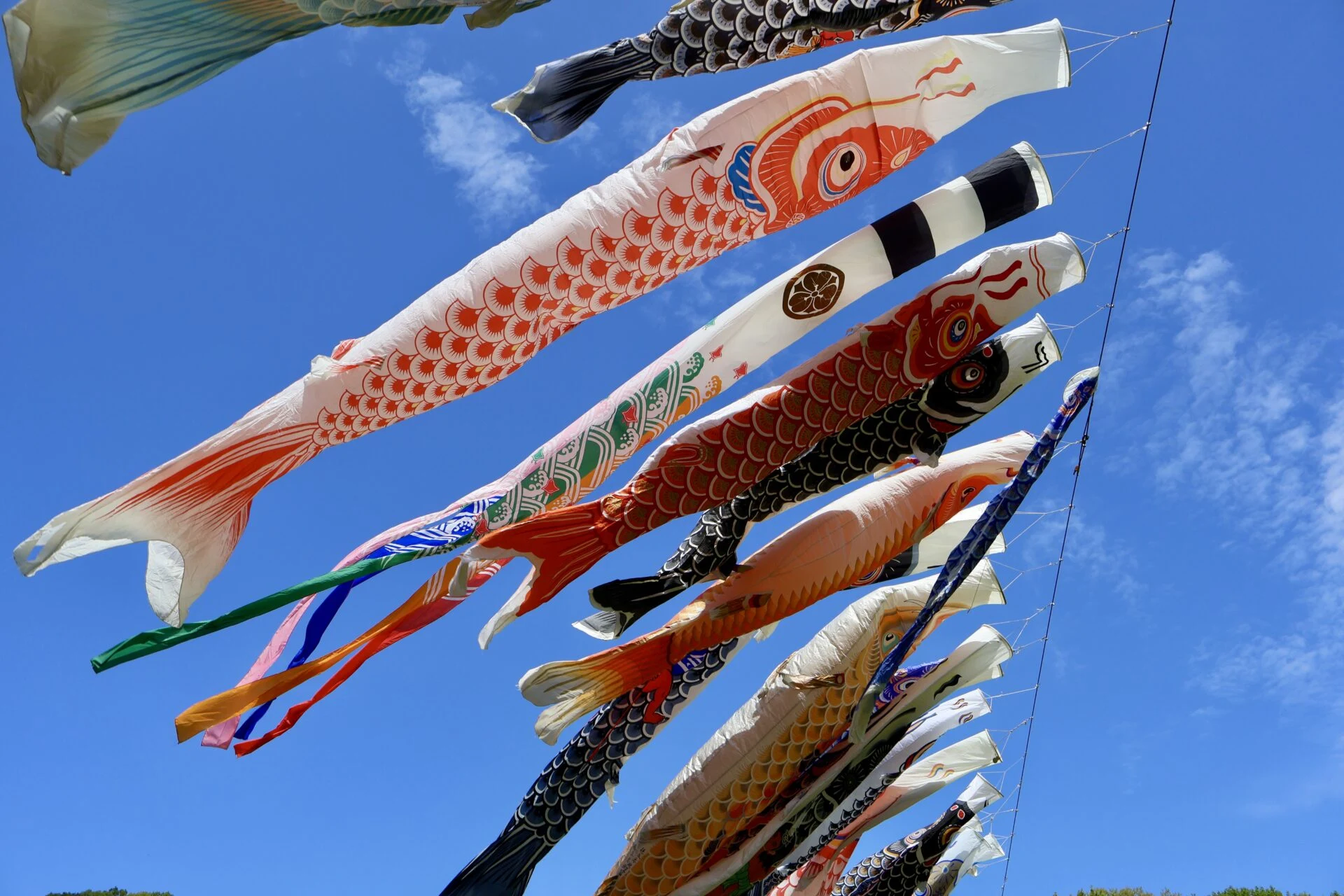 のびのびと泳ぐこいのぼり