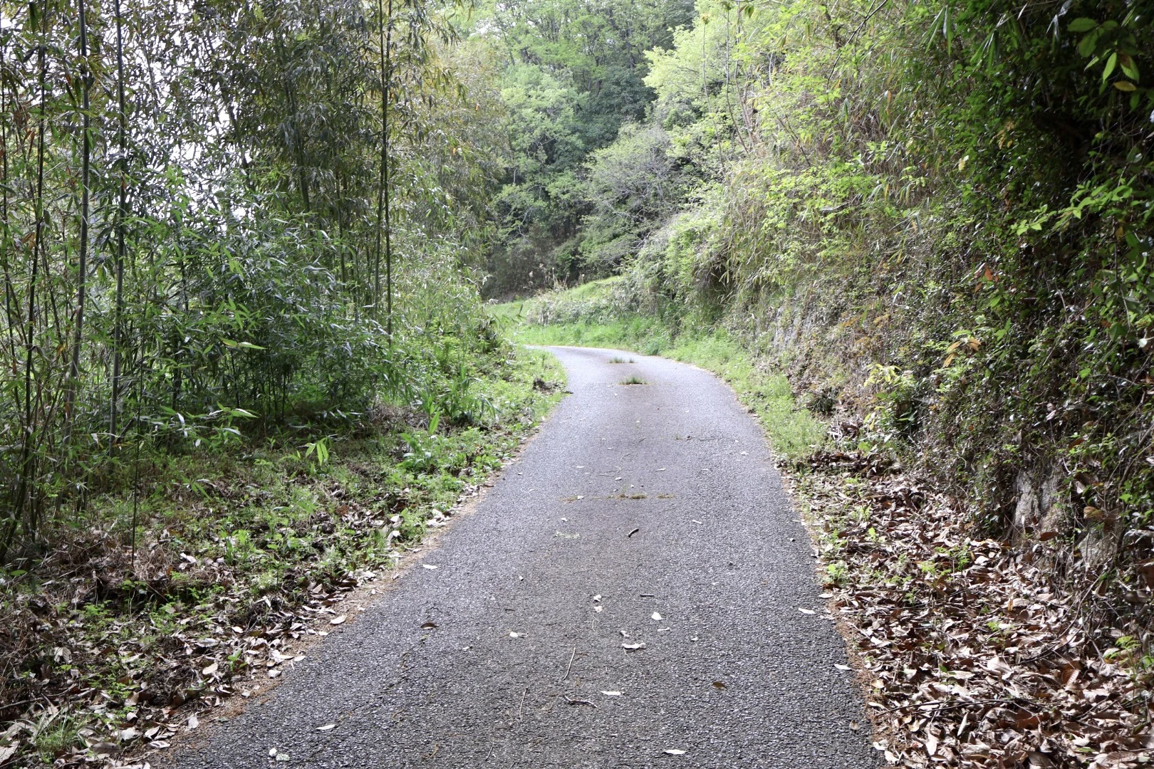 会場近くの道路