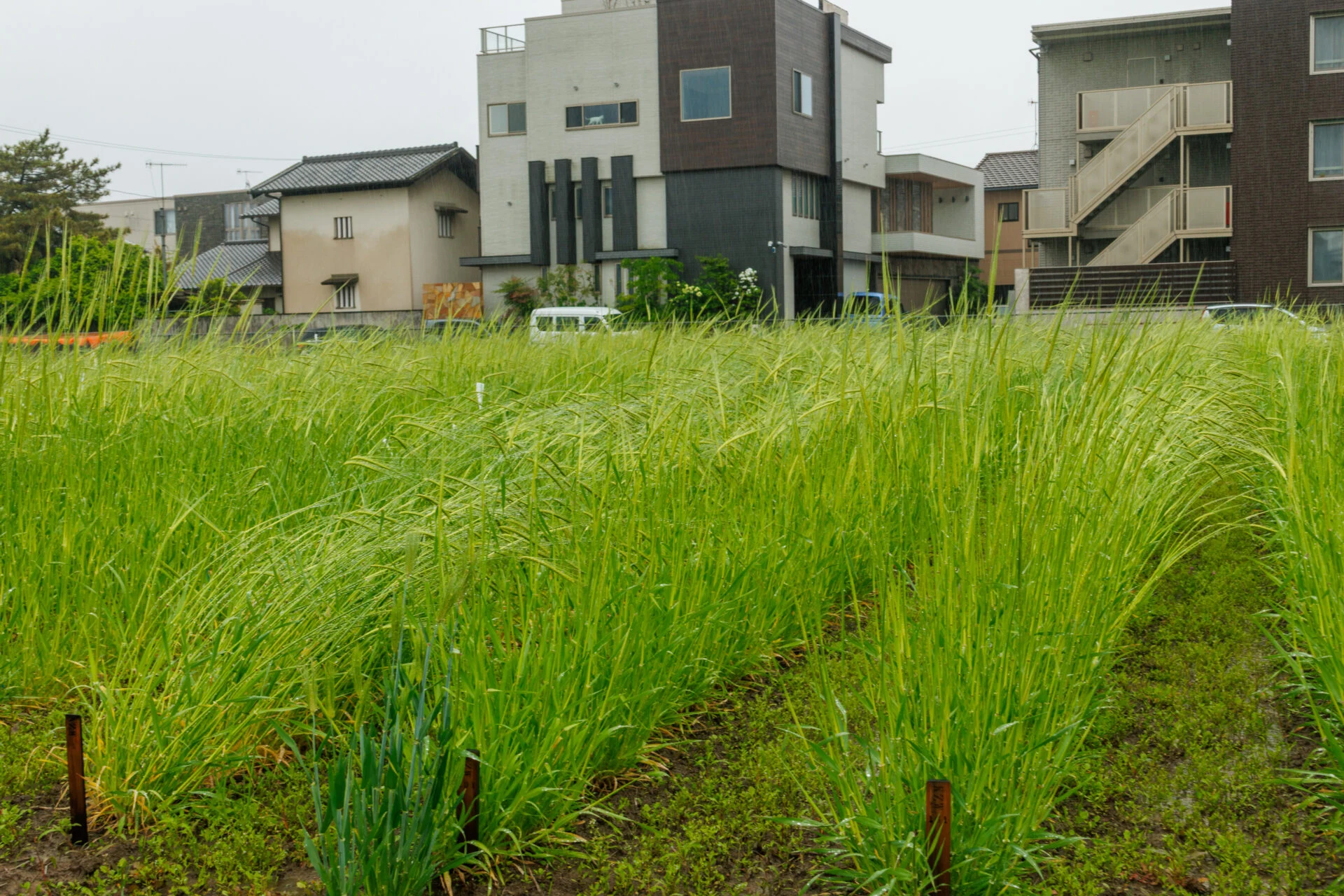 研究所に隣接する広大な大麦の圃場