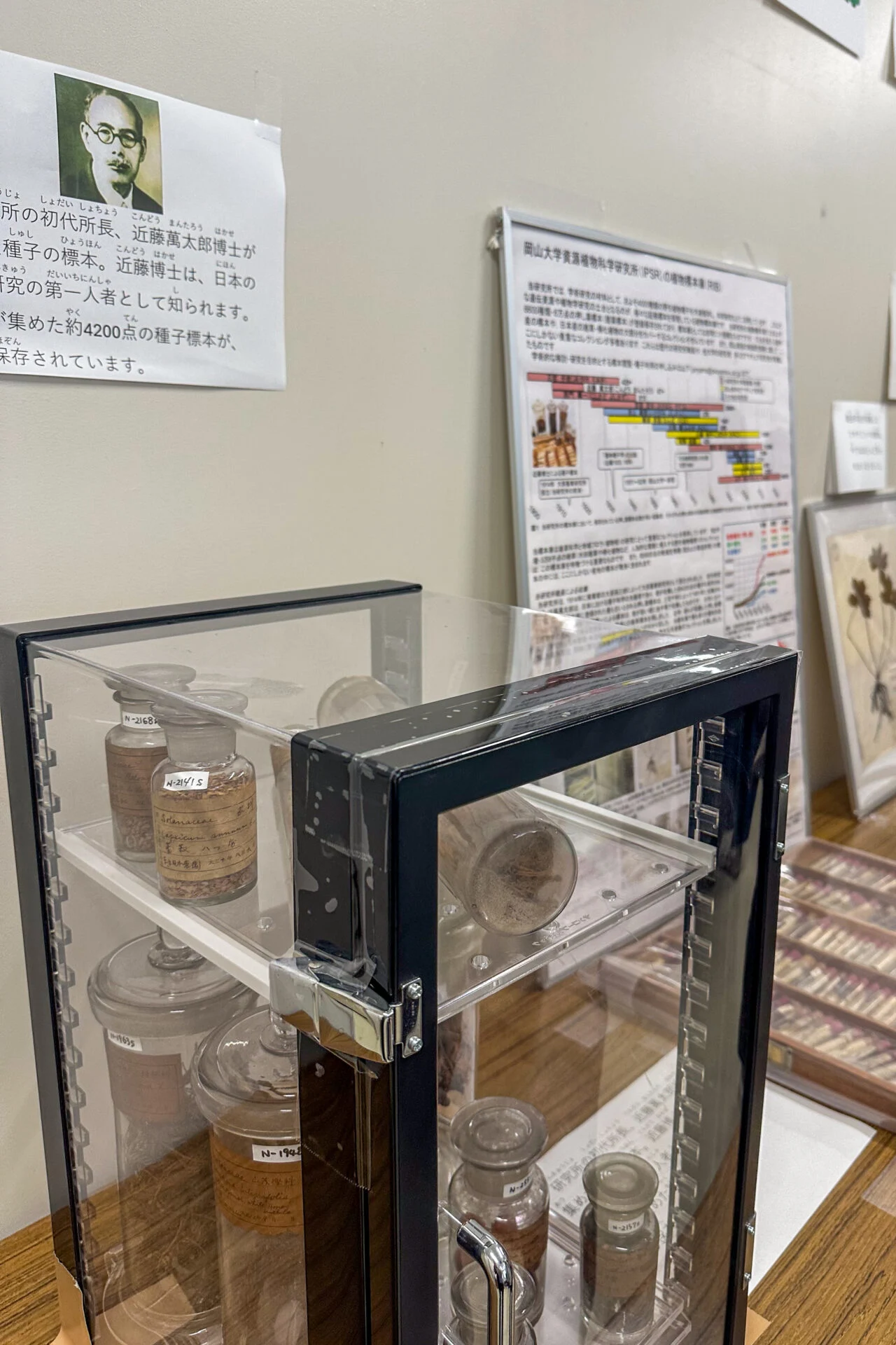 近藤萬太郎博士の収集した貴重な種子標本（昨年のようす）