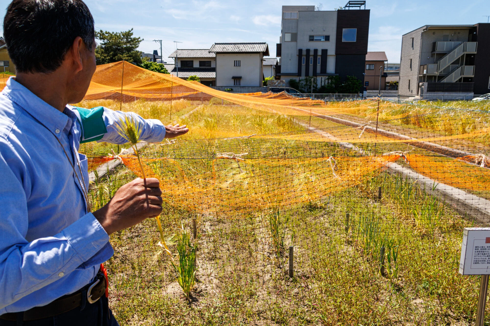 生育の厳しい土壌でも育つ品種もあります