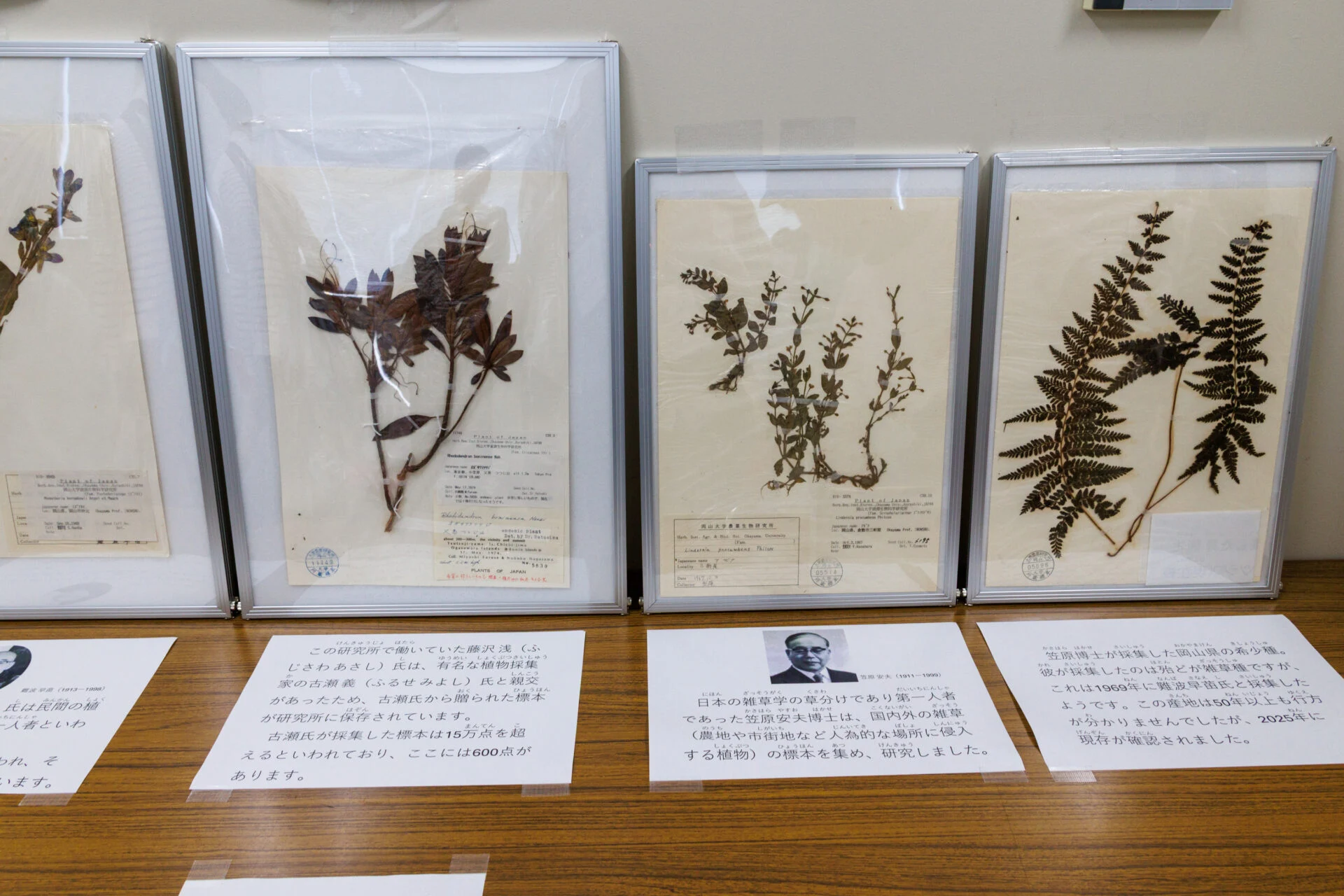 押し葉標本の展示