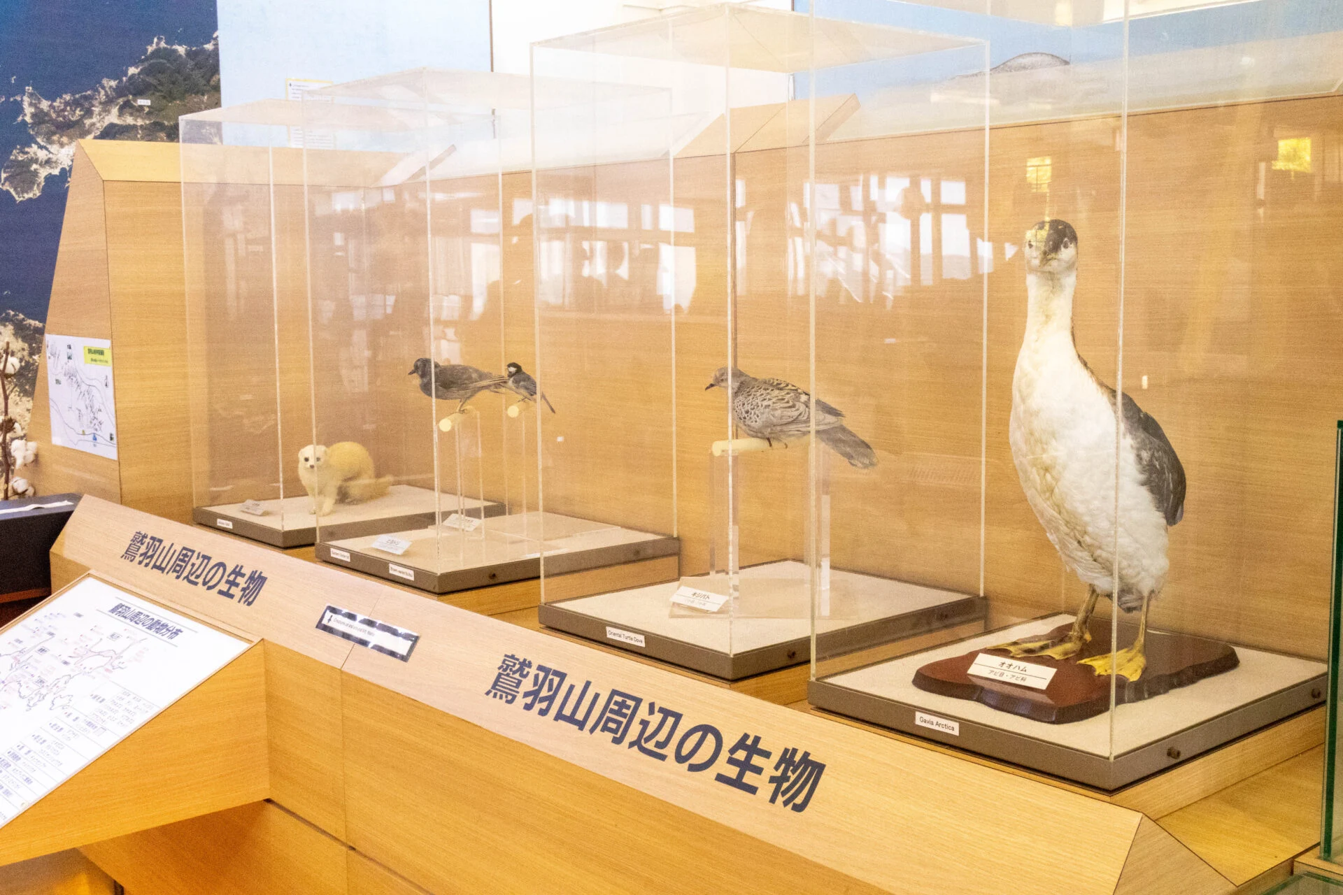 鷲羽山ビジターセンターに展示されている剥製。鷲羽山で暮らす生物を身近に感じられる