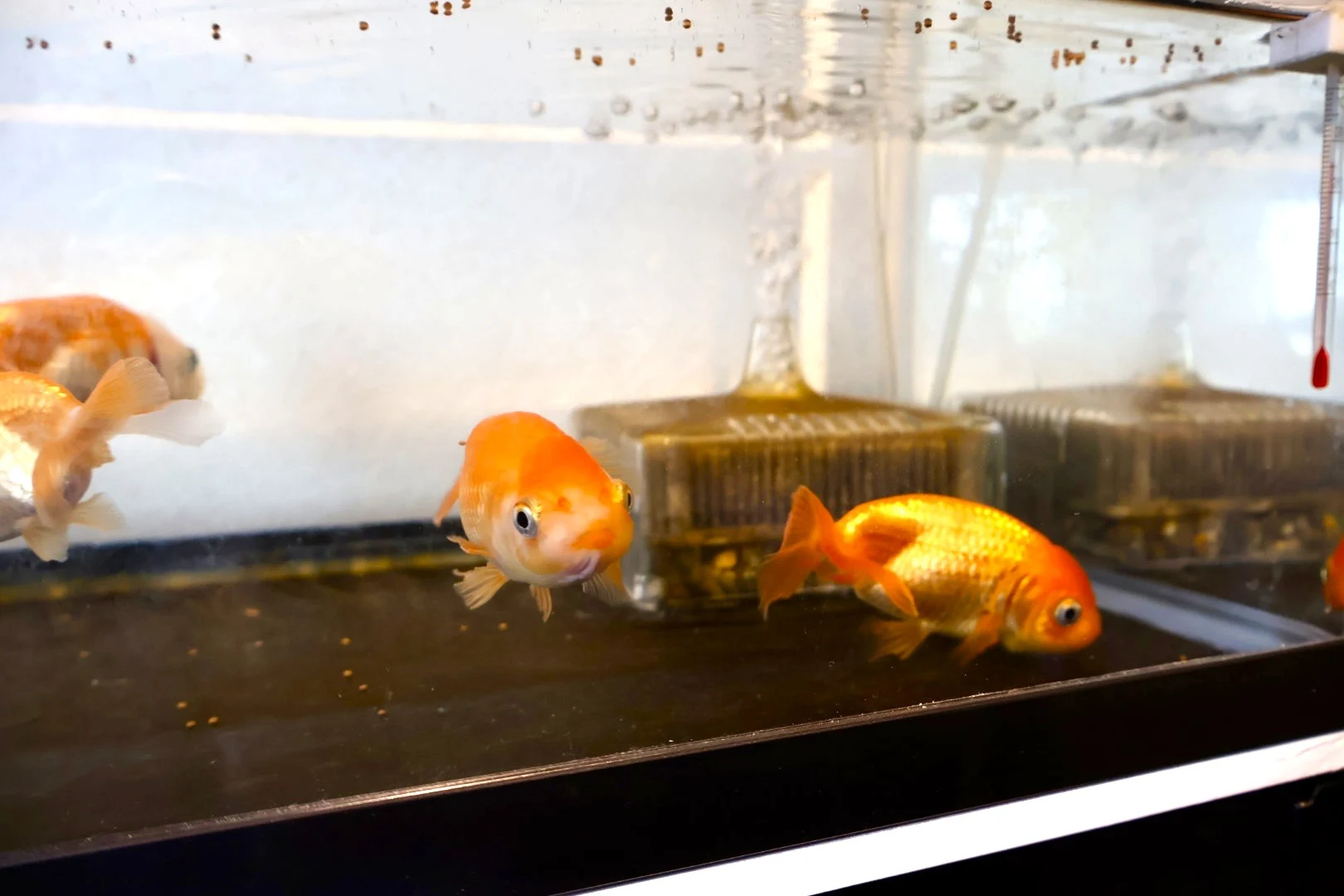 水槽の金魚