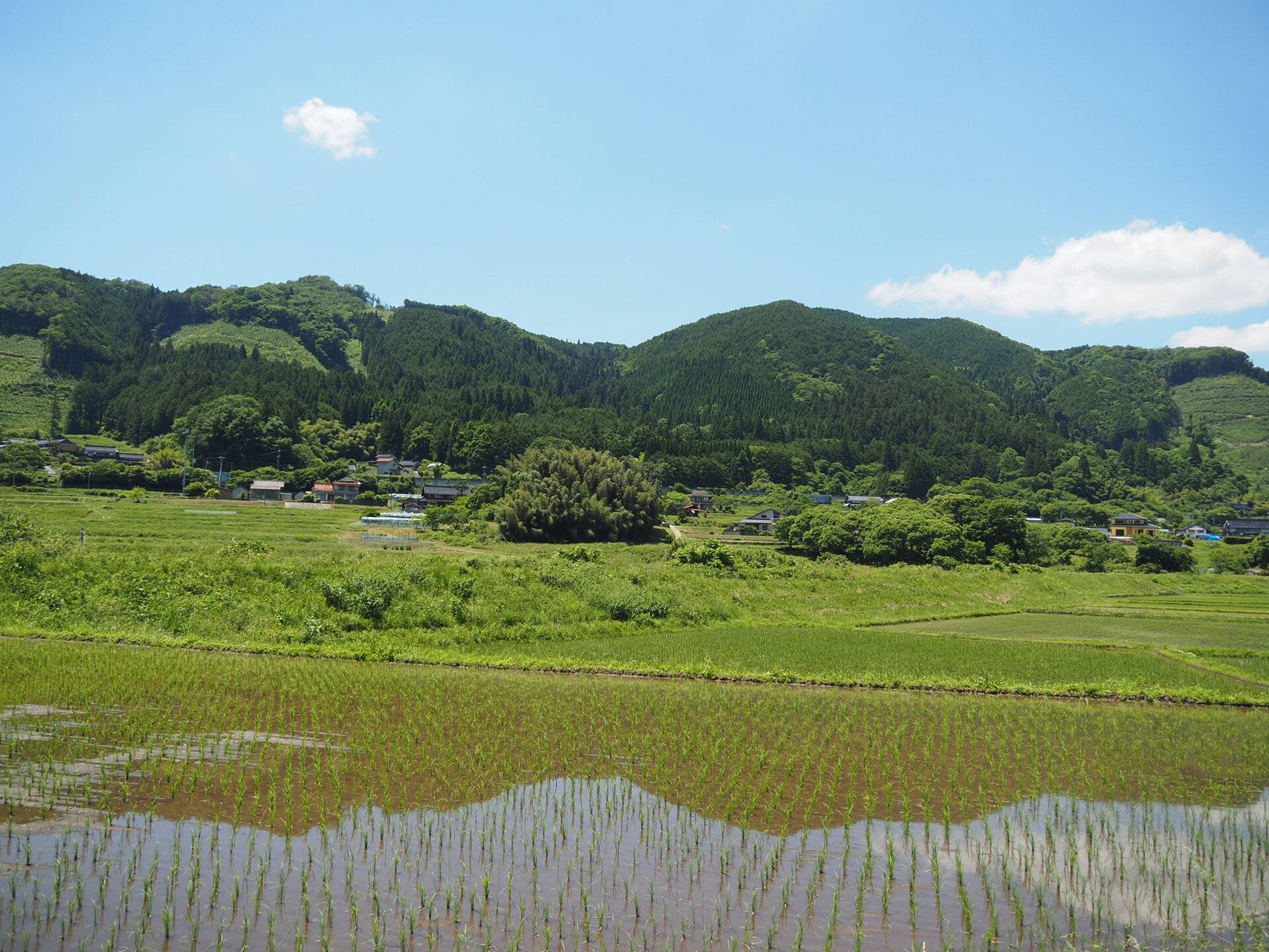 鯉が窪_田んぼ