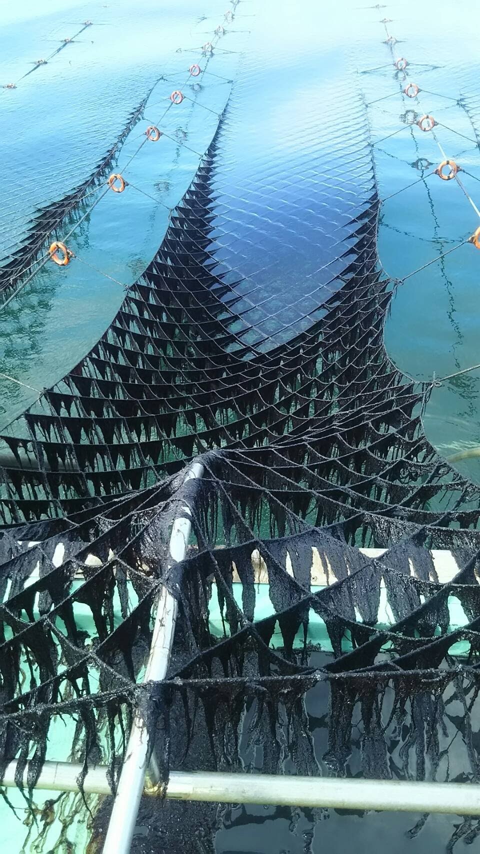 画像提供：株式会社南條海苔