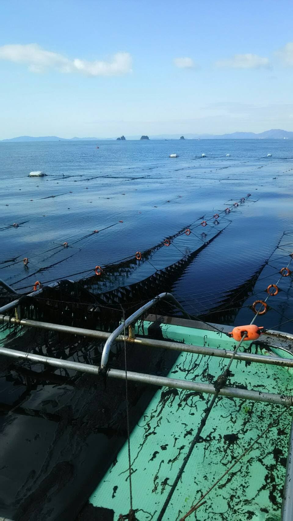 収穫風景(画像提供:株式会社南條海苔)
